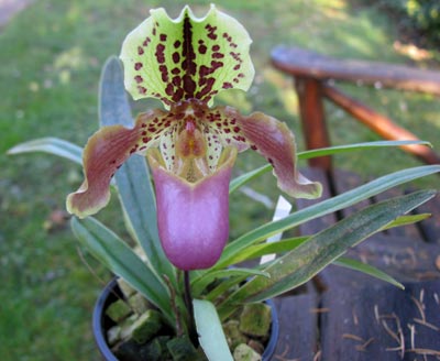 Paphiopedilum henryanum