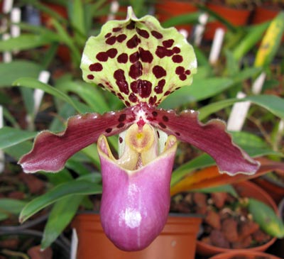 Paphiopedilum henryanum