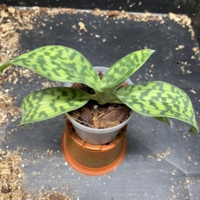 Paphiopedilum hookerae