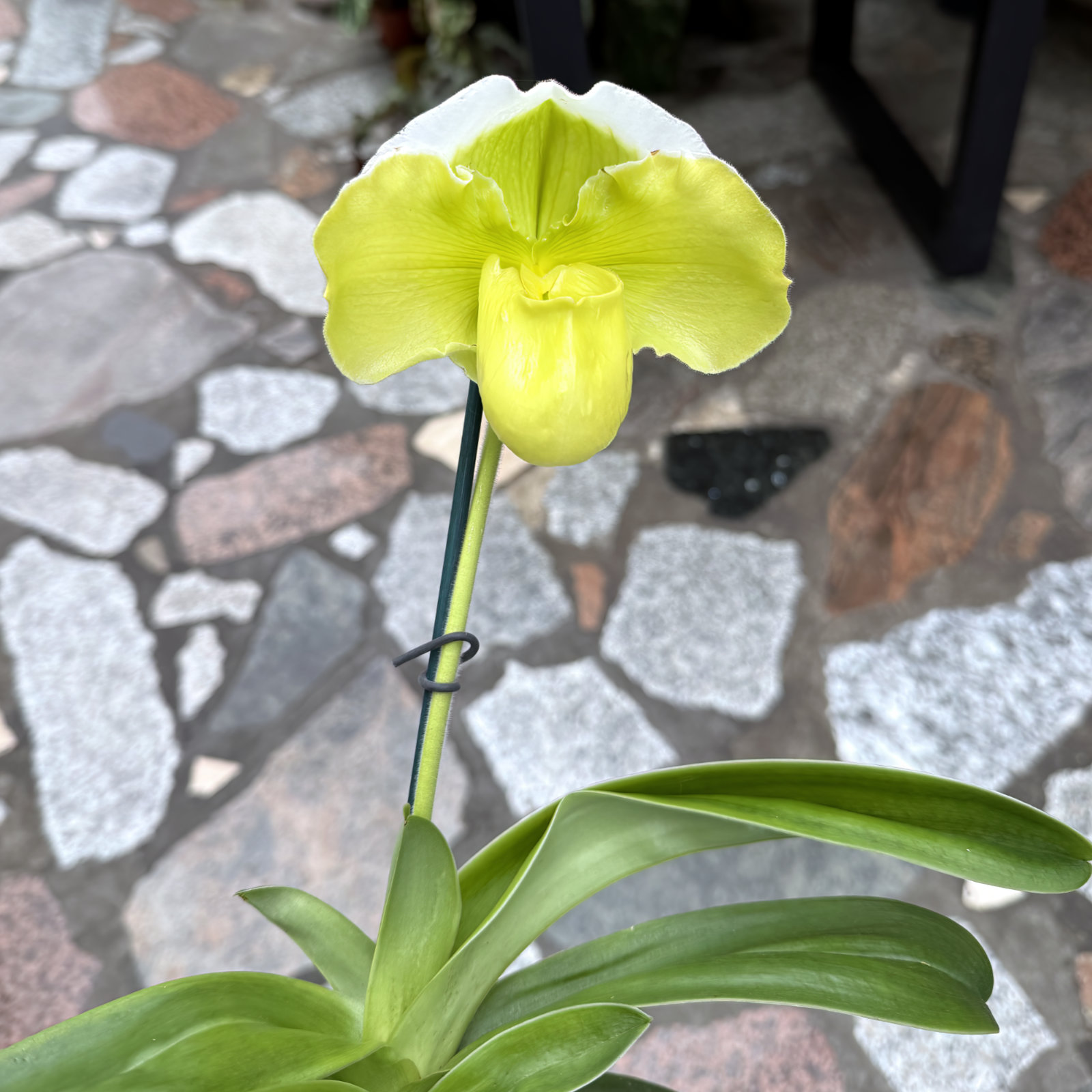 Paphiopedilum Hybriden