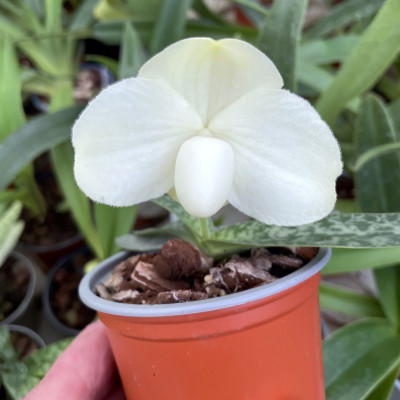 Paphiopedilum leucochilum alba