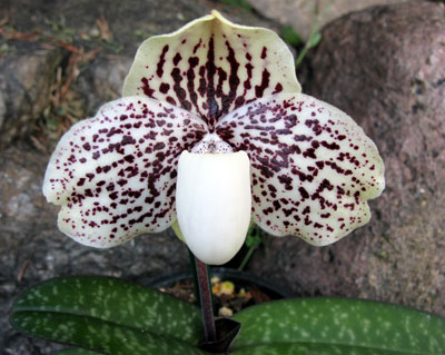 Paphiopedilum leucochilum