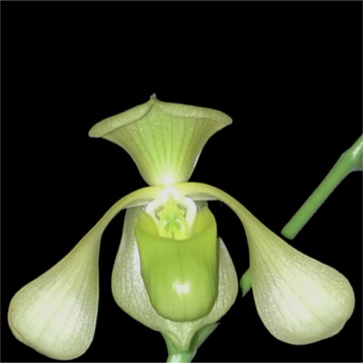 Paphiopedilum lowii var. alba