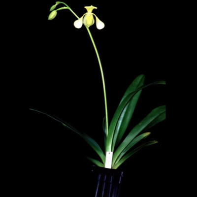 Paphiopedilum lowii var. alba