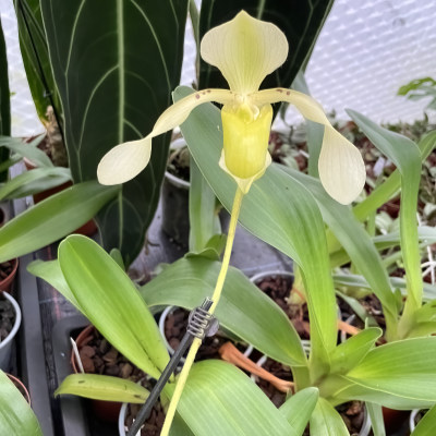 Paphiopedilum lowii var. alba