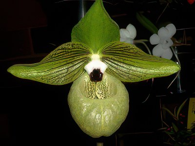 Paphiopedilum malipoense