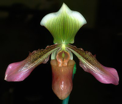 Paphiopedilum mastersianum