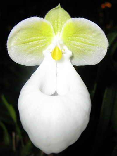 Paphiopedilum micranthum alba