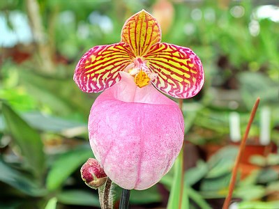 Paphiopedilum micranthum