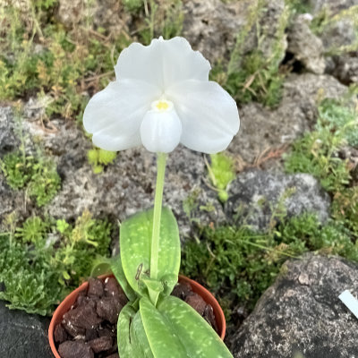 Paphiopedilum niveum alba