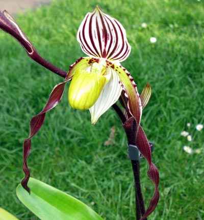 Paphiopedilum philippinense