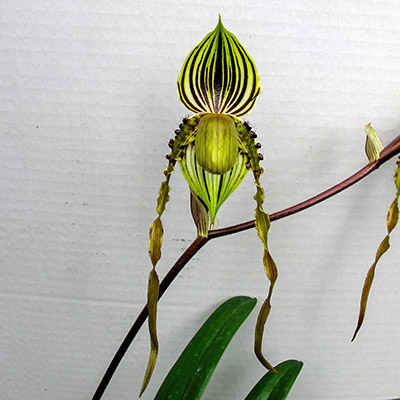 Paphiopedilum praestens var. striatum x sandereanum