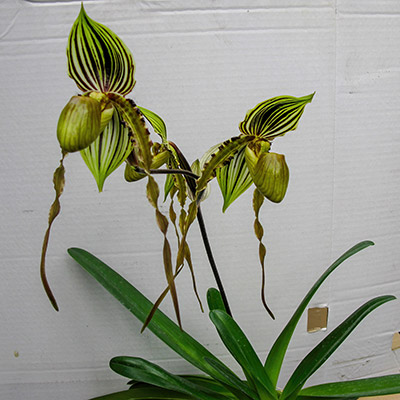 Paphiopedilum praestens var. striatum x sandereanum