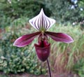 Paphiopedilum purpuratum