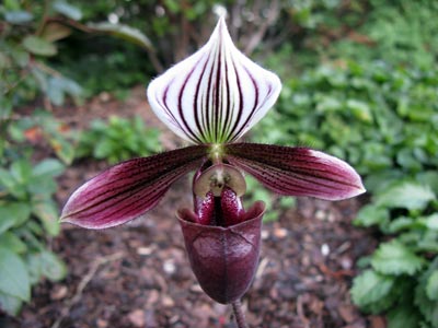 Paphiopedilum purpuratum