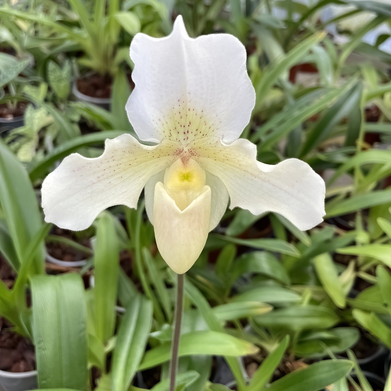 Paphiopedilum Rosi Dawn