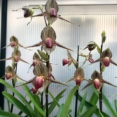 Paphiopedilum rothschildianum (offspring from the champion)