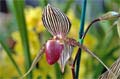 Paphiopedilum rothschildianum