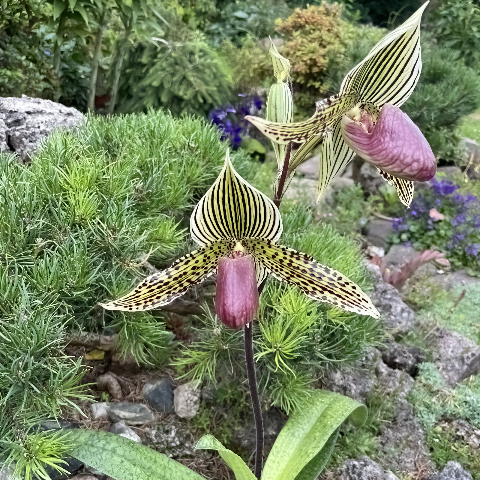 Paphiopedilum rothschildianum x Paph. sukhakulii