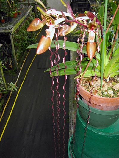 Paphiopedilum sanderianum