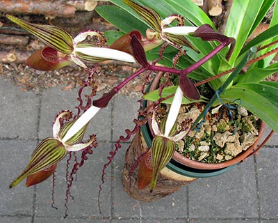 Paphiopedilum sanderianum