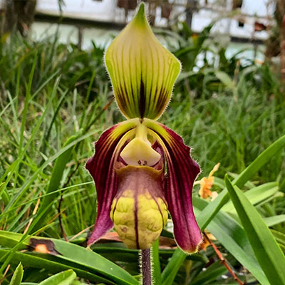 Paphiopedilum sangii var. ayubii