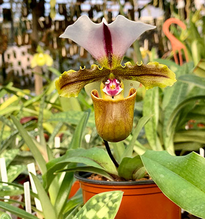 Paphiopedilum spicerianum