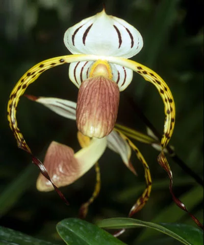 Paphiopedilum stonei