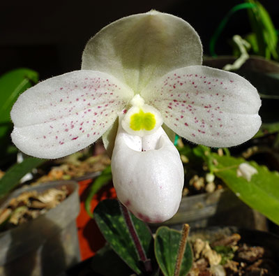 Paphiopedilum thaianum