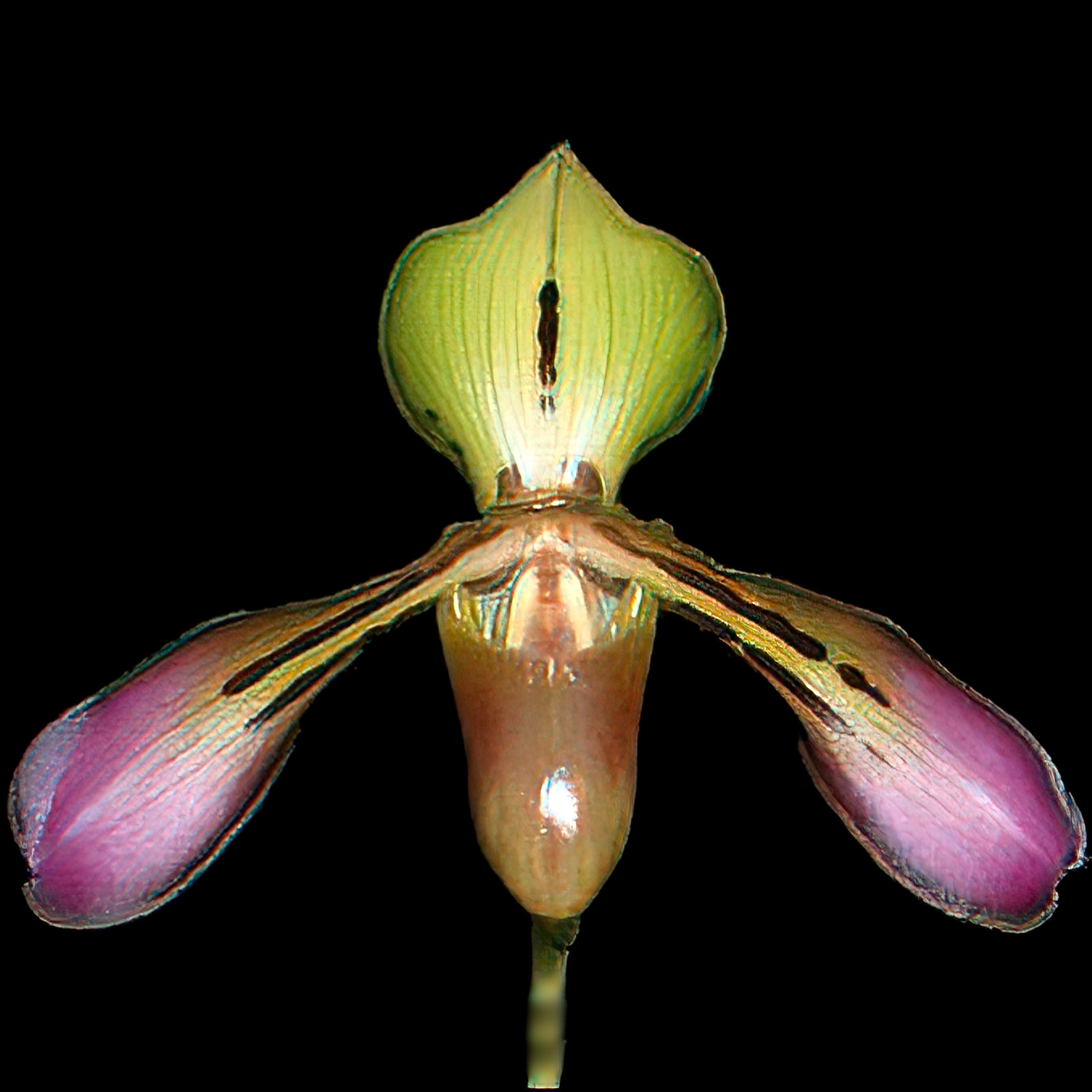 Paphiopedilum tigrinum