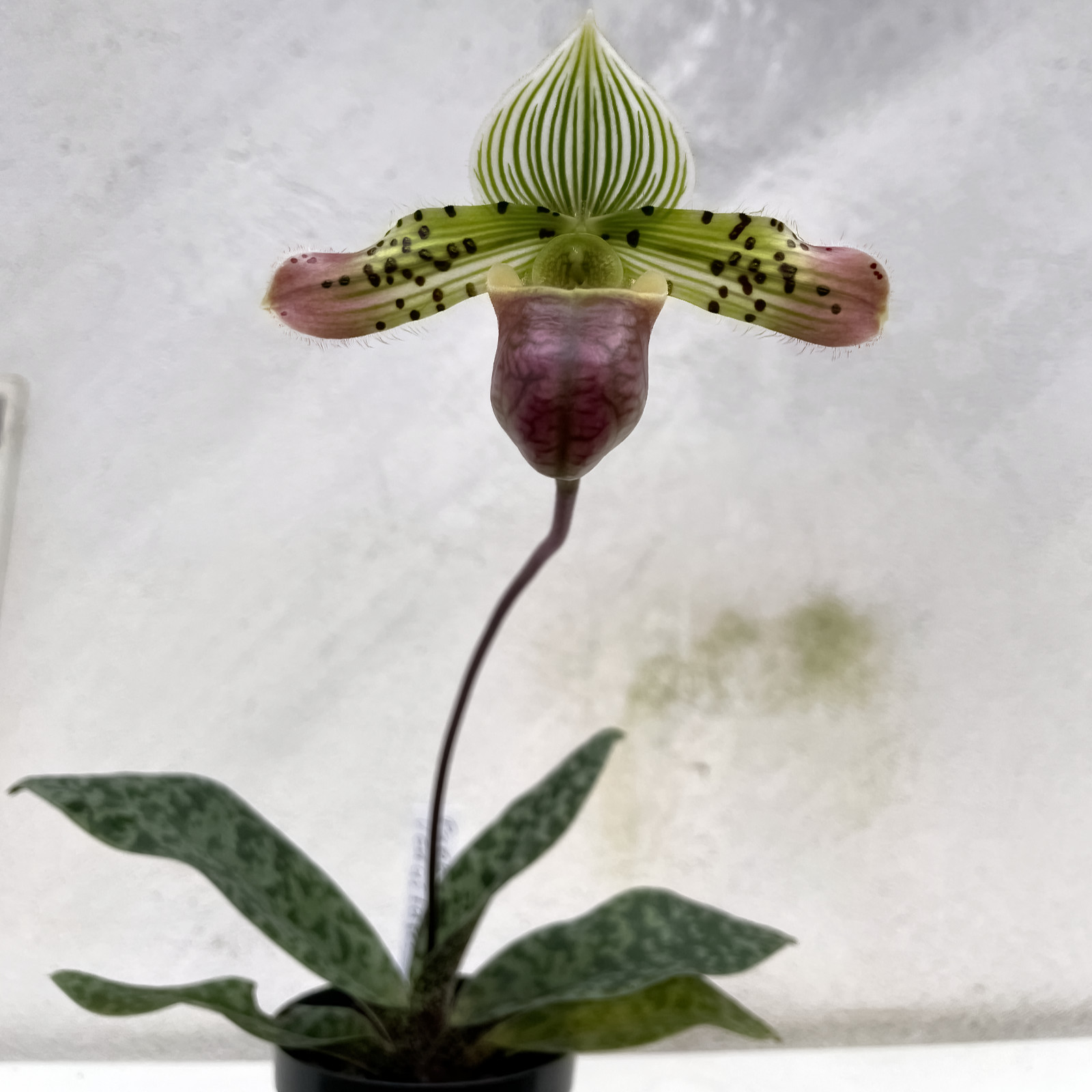 Paphiopedilum venustum