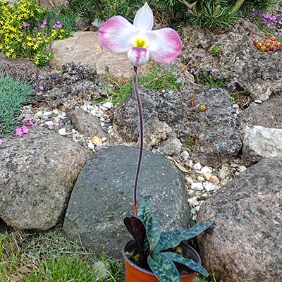 Paphiopedilum vietnamense