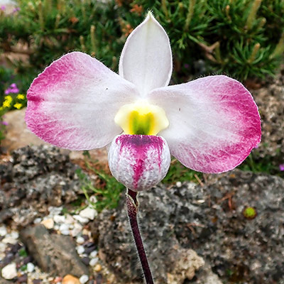 Paphiopedilum vietnamense