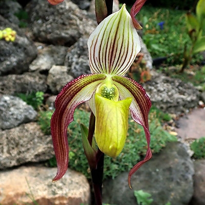 Paphiopedilum violascens x philippinense