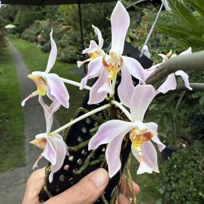 Paraphalaenopsis laycockii