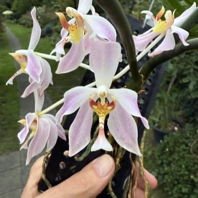 Paraphalaenopsis laycockii