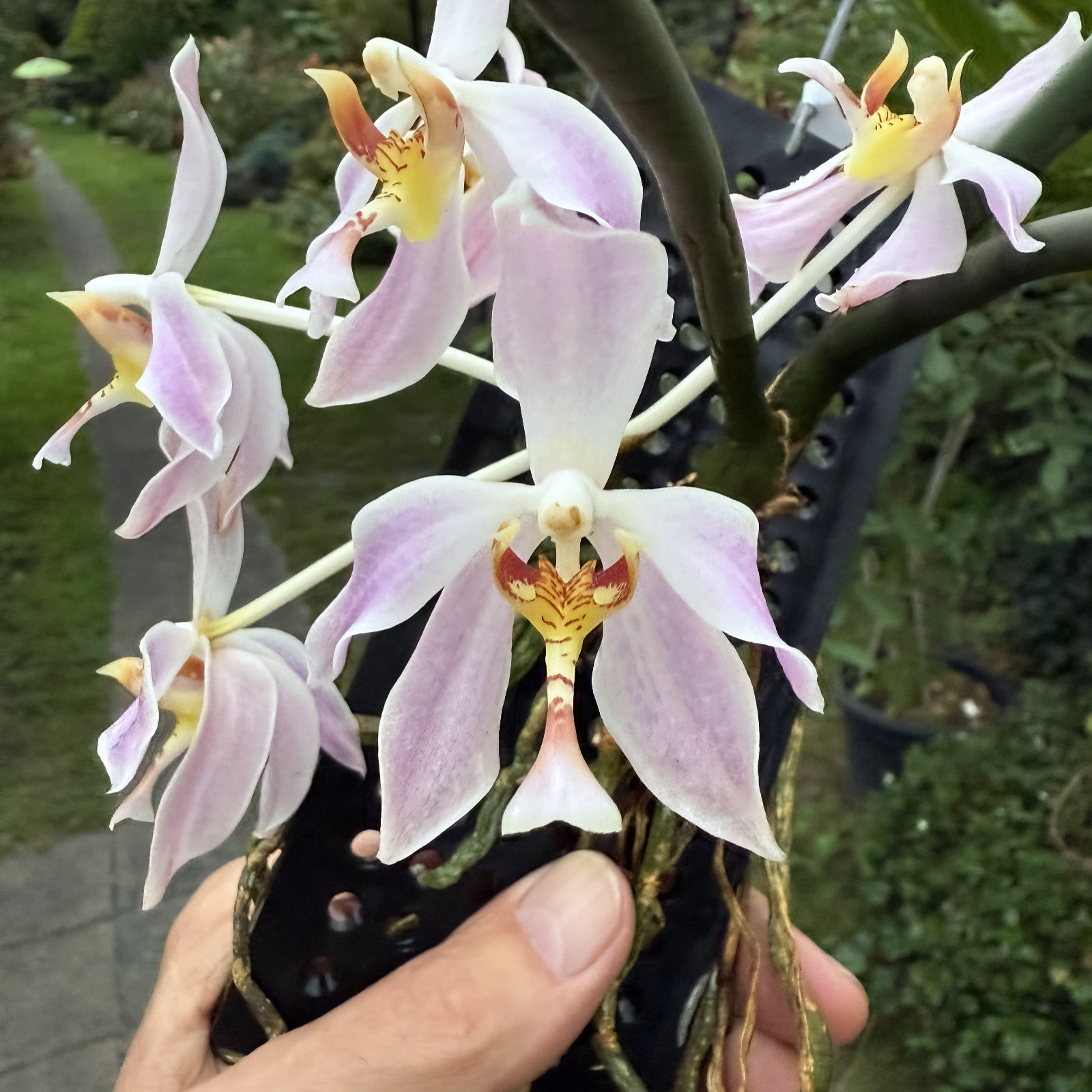 Paraphalaenopsis laycockii