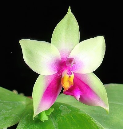 Phalaenopsis bellina