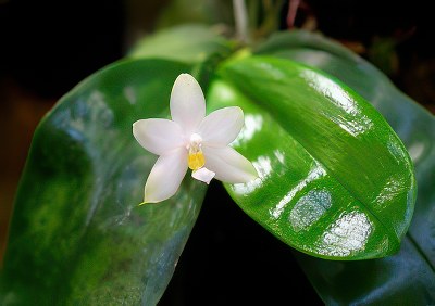 Phalaenopsis bellina var. alba