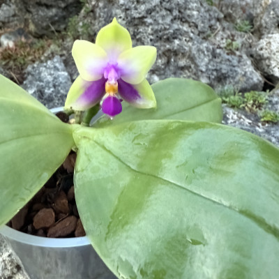 Phalaenopsis bellina var.: coerulea