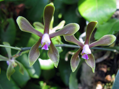 Phalaenopsis braceana