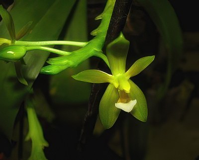 Phalaenopsis cornu-cervi alba