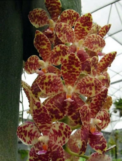 Phalaenopsis gigantea