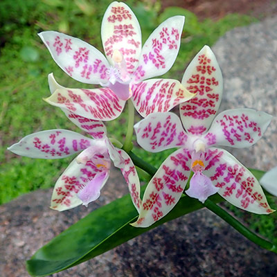 Phalaenopsis hieroglyphica