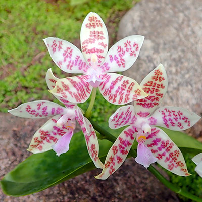Phalaenopsis hieroglyphica