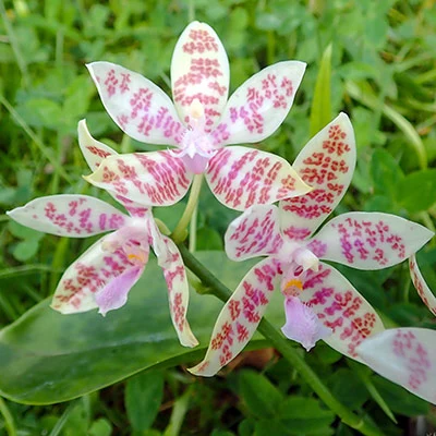 Phalaenopsis hieroglyphica