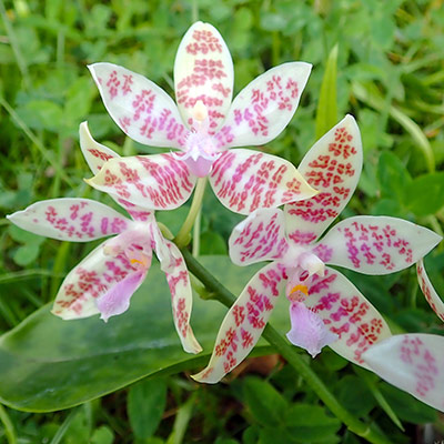 Phalaenopsis hieroglyphica