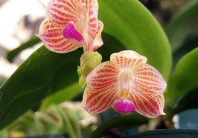 Phalaenopsis javanica