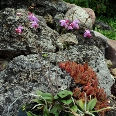 Phalaenopsis laotica (Doritis pulcherima minor)