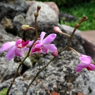 Phalaenopsis laotica (Doritis pulcherima minor)